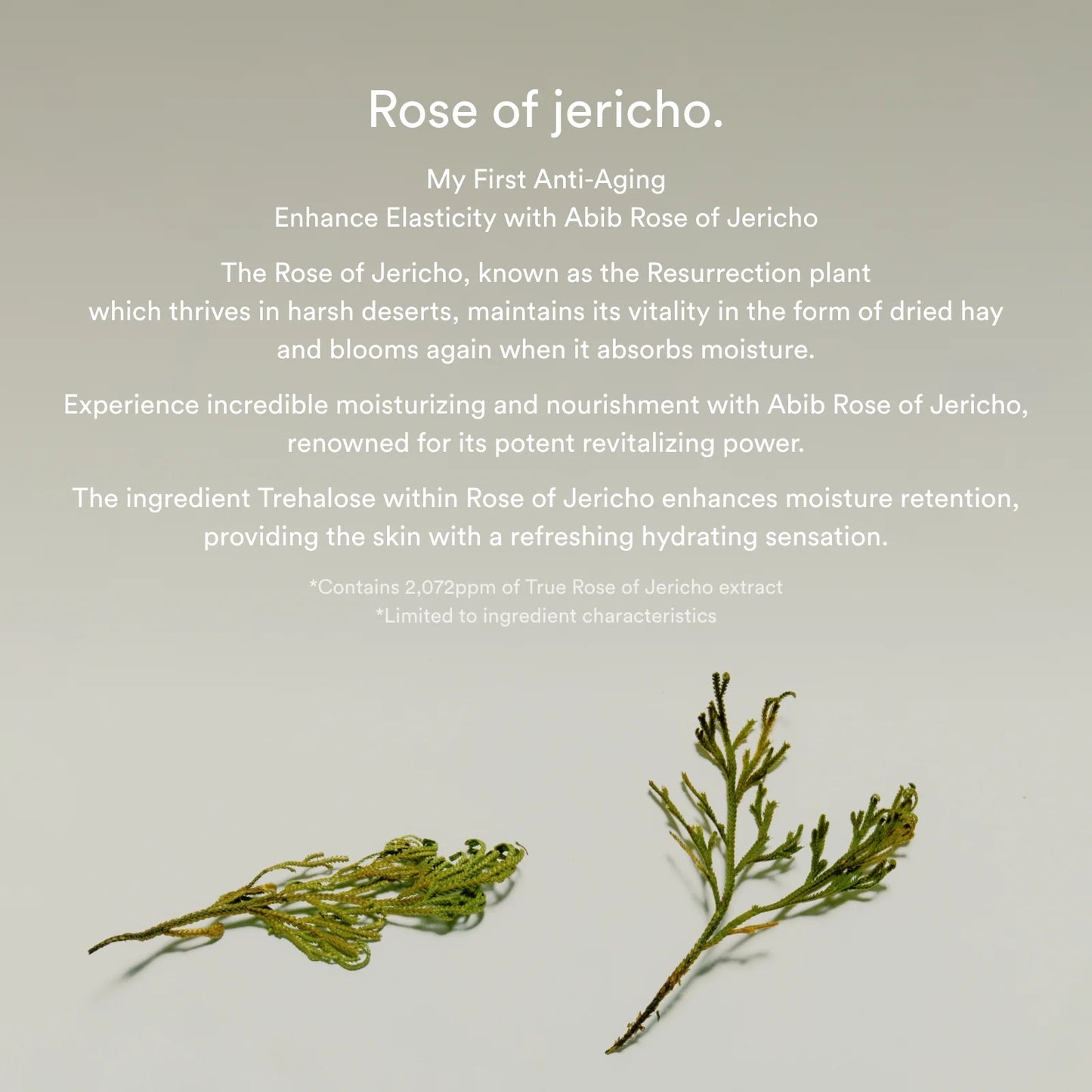 Jericho rose bifida serum Firming drop